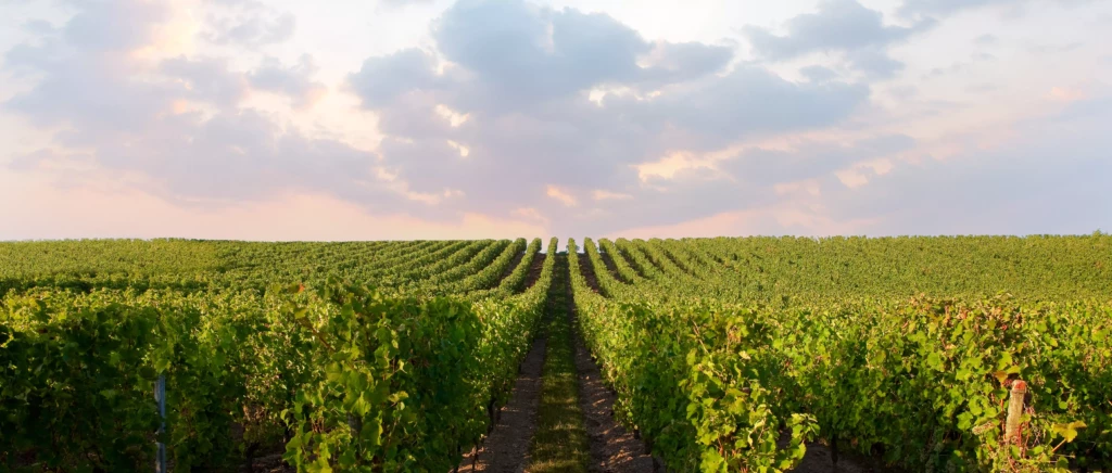 Vignoble Bourgogne AgYr