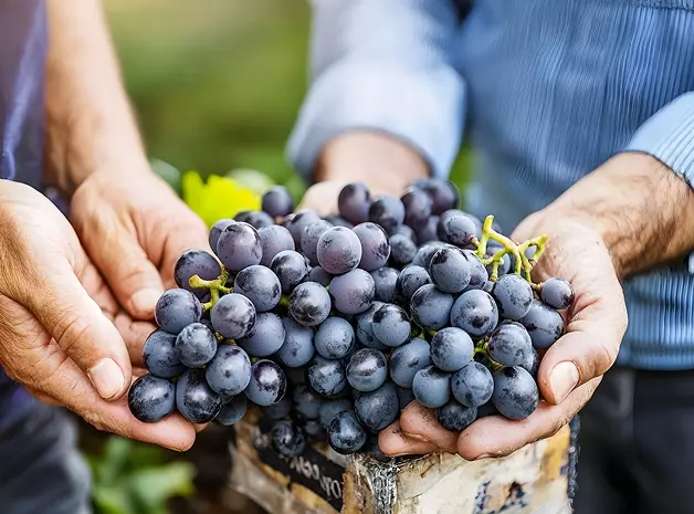 agyr-rse-demarche-RSE-domaine et négoce viticole